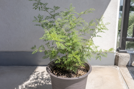 鉢植え